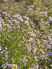 A colorful meadow full of small purple wild asters, Aster amellus, and bees pollinating them. Summer and autumn meadow countryside background