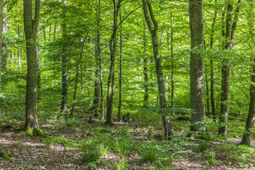 background of green trees in the forest
