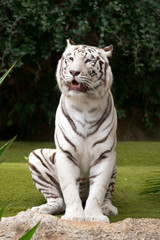 the white tiger