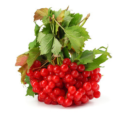 Red berries of Viburnum (arrow wood) with green leaf isolated on white background top view