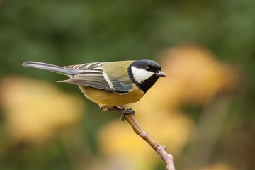 Great tit, Parus major, with autumnal background. Wild bird pearched with yellow bluerred background.