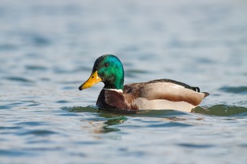 Close up of a floating Mallard Duck. Mallard Ducks at the lake. Swimming wild bird in cold weather.
