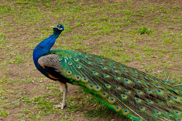 Obraz premium Beautiful bird male peacock close up sing song. Shot made in Reservation Askania Nova, Ukraine