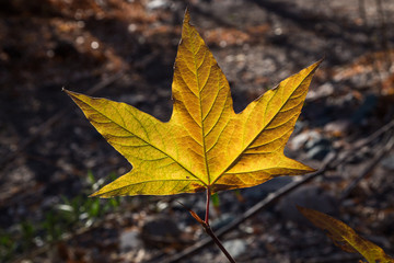 Brightly Backlit Leaf in Late Fall, Arizona, USA