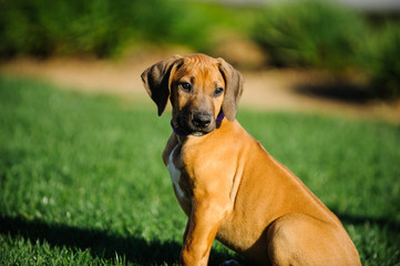 Rhodesian Ridgeback dog puppy outdoor portrait sitting in grass
