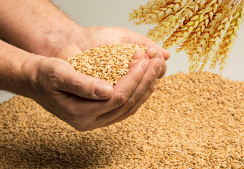 wheat grains in hands  - close up