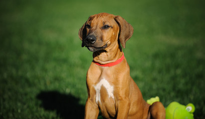 Rhodesian Ridgeback dog puppy outdoor portrait in grass with toy