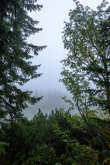misty morning view in wet mountain area in slovakian tatra