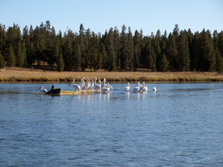 North Woods Pelicans on Log