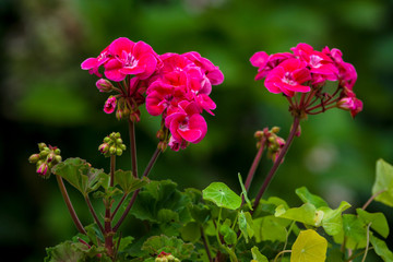 Flower of Geranium in the garden, close-up.