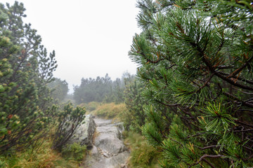 misty morning view in wet mountain area in slovakian tatra