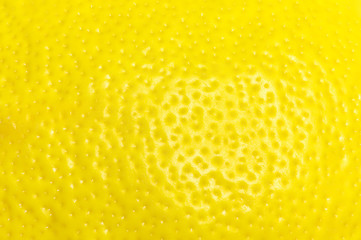 Lemon peel close up. The texture of the lemon peel.
