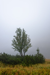 misty morning view in wet mountain area in slovakian tatra