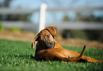 Rhodesian Ridgeback puppy lying down in green grass with fence