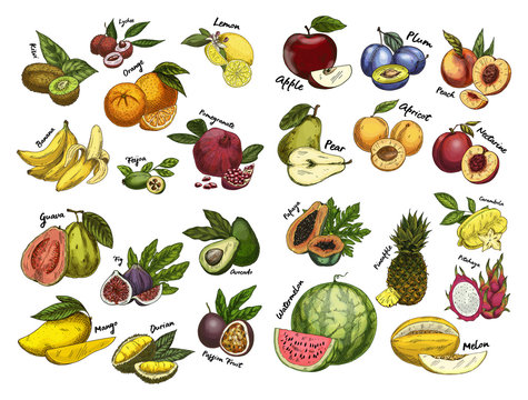 Sketches of fruit food. Agriculture theme