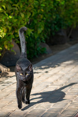 Black cat running towards the camera