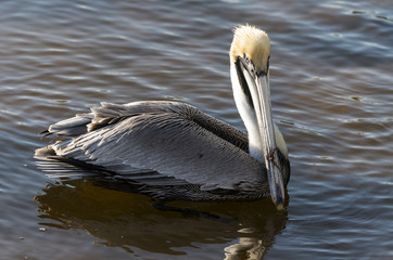 Pélican brun,.Pelecanus occidentalis, Brown Pelican