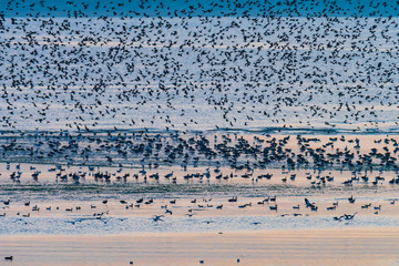 All the birds flying up