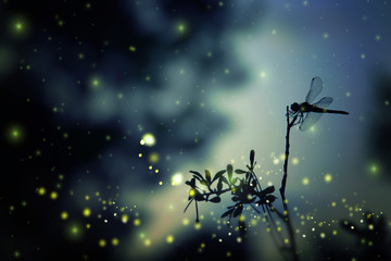 Abstract and magical image of dragonfly silhouette and Firefly flying in the night forest. Fairy...