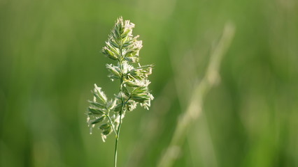 Gras
