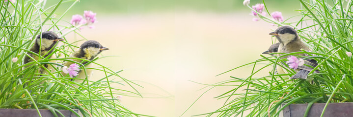 Frühlings- Panorama mit Vögel im Gras und Textfreiraum