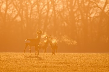 Roe deer, capreolus capreolus, morning backlight silhouette. Group of deer in winter during sunrise. Wild animals heavy breathing in orange coloured dawn.