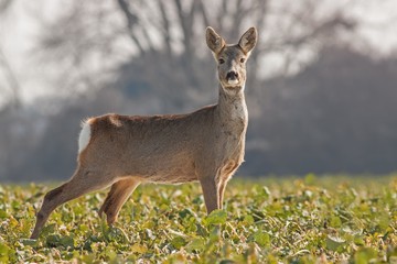 Spring in the nature. Roe deer, Capreolus capreolus, doe on rapessed field. Wild animal in winter coating.