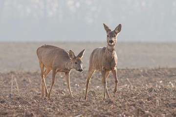 Capreolus capreolus, two Roe Deer walking. Wildlife scenery. Two wild deer migrating.