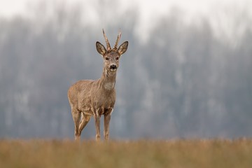 Roe deer, capreolus capreolus, in spring with new antlers. Wild animal with blurred background. Roebuck in spring. Majestic old male deer standing proudly. Wildlife scenery.