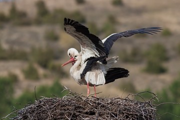 White storks, Ciconia ciconia, mating in the nest. Wild animals copulating with greend and brown blurred background.