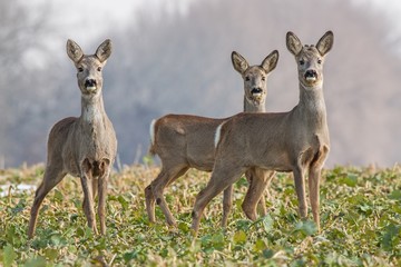 Roe deer, capreolus capreolus, herd in spring. Three wild animals watching curiously towards camera. Cure deer family.