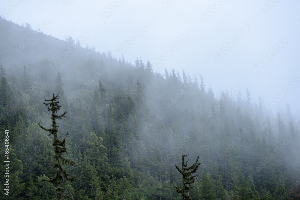 Wall mural misty morning view in wet mountain area in slovakian tatra. autumn colored forests