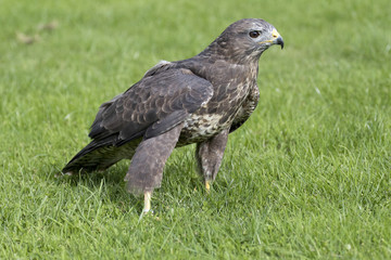 Buzzard