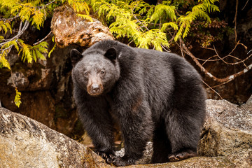 Obraz na płótnie Canvas Black bear on Vancouver island