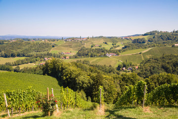 idyllische Weinberge im Sommer
