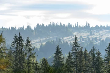 Afwasbaar Fotobehang Mistig bos mistige ochtendmening in nat berggebied in slowaakse tatra. herfstkleurige bossen