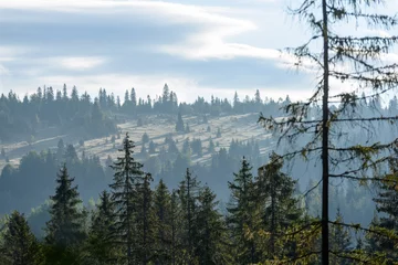 Papier Peint photo Forêt dans le brouillard vue du matin brumeux dans la zone de montagne humide dans les tatras slovaques. forêts aux couleurs d& 39 automne