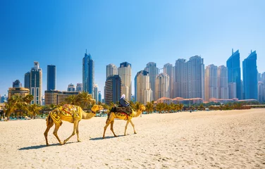 Rolgordijnen De kamelen op het strand van Jumeirah en wolkenkrabbers in de achtergrond in Dubai, Dubai, Verenigde Arabische Emiraten © Rastislav Sedlak SK