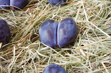 Home rural plum in the manger. Homemade fruits.