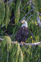 Weißkopfseeadler.Haliaeetus leucocephalus.(Linnaeus, 1766)