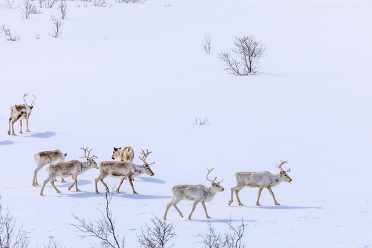 Fototapeta Rentiere im Schnee