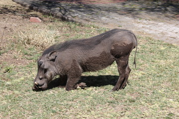 Warzenschwein frisst  Gras