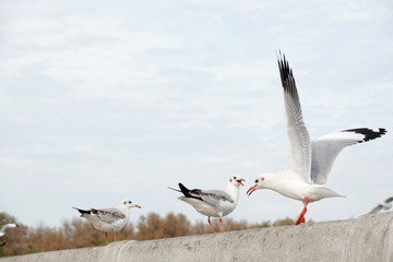 Obraz premium Seagull standing at pier
