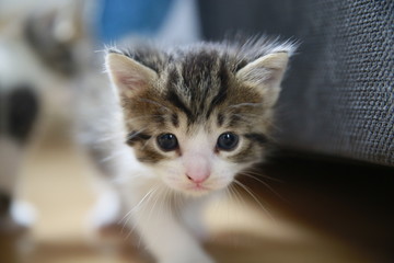 chaton à l'affut