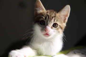 chaton face à moitié éclairée