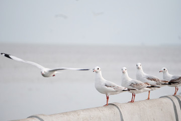 Seagull standing at pier