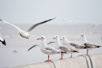 Seagull standing at pier