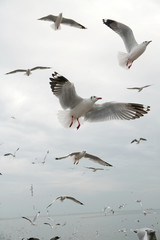 Flying seagull in the air