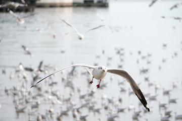Flying seagull in the air