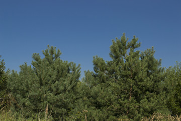 Kiefern Strand Himmel